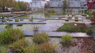 Jardin aquatique du jardin botanique de Bordeaux © Valérie Vidril